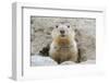 Fluffy Head and Torso Groundhog without Shadow on the Background of the Steppe Soil-Owsigor-Framed Photographic Print