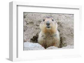 Fluffy Head and Torso Groundhog without Shadow on the Background of the Steppe Soil-Owsigor-Framed Photographic Print