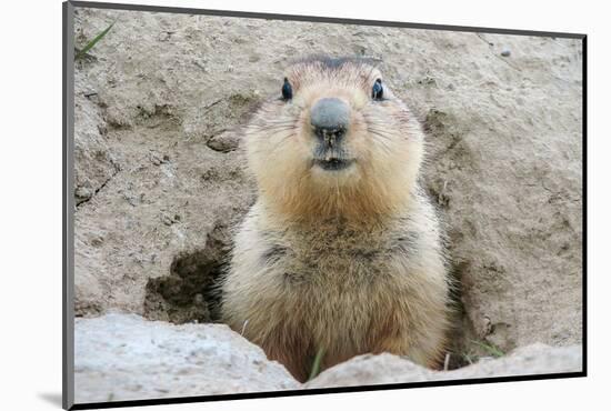 Fluffy Head and Torso Groundhog without Shadow on the Background of the Steppe Soil-Owsigor-Mounted Photographic Print