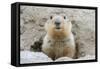 Fluffy Head and Torso Groundhog without Shadow on the Background of the Steppe Soil-Owsigor-Framed Stretched Canvas