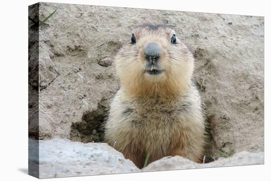 Fluffy Head and Torso Groundhog without Shadow on the Background of the Steppe Soil-Owsigor-Stretched Canvas