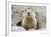 Fluffy Head and Torso Groundhog without Shadow on the Background of the Steppe Soil-Owsigor-Framed Photographic Print