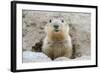 Fluffy Head and Torso Groundhog without Shadow on the Background of the Steppe Soil-Owsigor-Framed Photographic Print