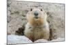 Fluffy Head and Torso Groundhog without Shadow on the Background of the Steppe Soil-Owsigor-Mounted Photographic Print