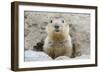 Fluffy Head and Torso Groundhog without Shadow on the Background of the Steppe Soil-Owsigor-Framed Photographic Print