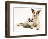 Fluffy Kitten Cuddled up with Dog-Jane Burton-Framed Premium Photographic Print