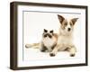 Fluffy Kitten Cuddled up with Dog-Jane Burton-Framed Photographic Print