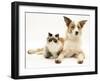 Fluffy Kitten Cuddled up with Dog-Jane Burton-Framed Photographic Print