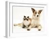 Fluffy Kitten Cuddled up with Dog-Jane Burton-Framed Photographic Print