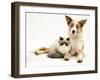 Fluffy Kitten Cuddled up with Dog-Jane Burton-Framed Photographic Print