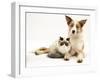 Fluffy Kitten Cuddled up with Dog-Jane Burton-Framed Photographic Print