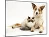 Fluffy Kitten Cuddled up with Dog-Jane Burton-Mounted Photographic Print