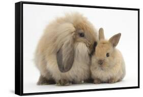 Fluffy Lionhead Cross Lop Rabbit, and Baby-Mark Taylor-Framed Stretched Canvas