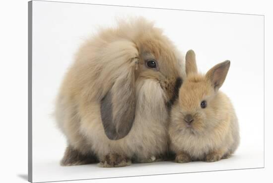 Fluffy Lionhead Cross Lop Rabbit, and Baby-Mark Taylor-Stretched Canvas