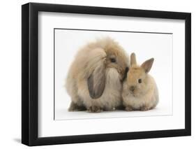 Fluffy Lionhead Cross Lop Rabbit, and Baby-Mark Taylor-Framed Photographic Print