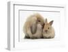 Fluffy Lionhead Cross Lop Rabbit, and Baby-Mark Taylor-Framed Photographic Print