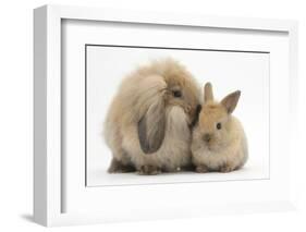 Fluffy Lionhead Cross Lop Rabbit, and Baby-Mark Taylor-Framed Photographic Print