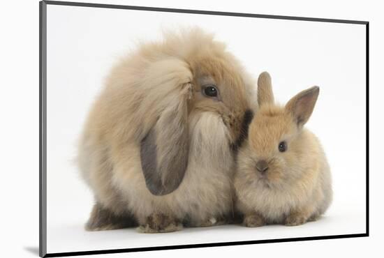 Fluffy Lionhead Cross Lop Rabbit, and Baby-Mark Taylor-Mounted Photographic Print