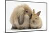 Fluffy Lionhead Cross Lop Rabbit, and Baby-Mark Taylor-Mounted Photographic Print