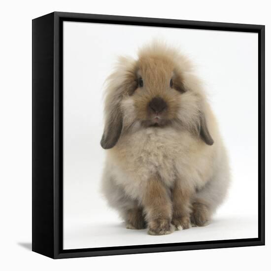 Fluffy Lionhead Cross Lop Rabbit-Mark Taylor-Framed Stretched Canvas