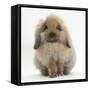 Fluffy Lionhead Cross Lop Rabbit-Mark Taylor-Framed Stretched Canvas