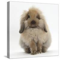 Fluffy Lionhead Cross Lop Rabbit-Mark Taylor-Stretched Canvas