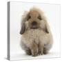 Fluffy Lionhead Cross Lop Rabbit-Mark Taylor-Stretched Canvas