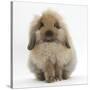Fluffy Lionhead Cross Lop Rabbit-Mark Taylor-Stretched Canvas