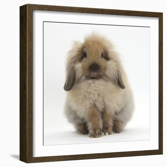Fluffy Lionhead Cross Lop Rabbit-Mark Taylor-Framed Photographic Print