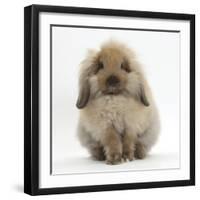 Fluffy Lionhead Cross Lop Rabbit-Mark Taylor-Framed Photographic Print