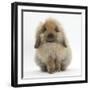 Fluffy Lionhead Cross Lop Rabbit-Mark Taylor-Framed Photographic Print