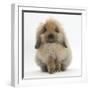 Fluffy Lionhead Cross Lop Rabbit-Mark Taylor-Framed Photographic Print