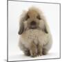 Fluffy Lionhead Cross Lop Rabbit-Mark Taylor-Mounted Photographic Print