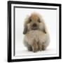 Fluffy Lionhead Cross Lop Rabbit-Mark Taylor-Framed Photographic Print