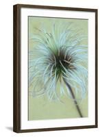 Fluffy Seedhead of Clematis Frances Rivis Lying on Antique Paper-Den Reader-Framed Photographic Print