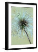 Fluffy Seedhead of Clematis Frances Rivis Lying on Antique Paper-Den Reader-Framed Photographic Print