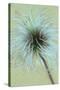 Fluffy Seedhead of Clematis Frances Rivis Lying on Antique Paper-Den Reader-Stretched Canvas