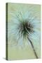 Fluffy Seedhead of Clematis Frances Rivis Lying on Antique Paper-Den Reader-Stretched Canvas