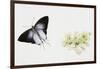 Fluffy Tit Moth (Zeltus Amasa)-null-Framed Giclee Print