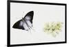 Fluffy Tit Moth (Zeltus Amasa)-null-Framed Giclee Print