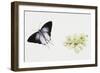 Fluffy Tit Moth (Zeltus Amasa)-null-Framed Giclee Print