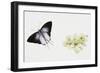 Fluffy Tit Moth (Zeltus Amasa)-null-Framed Giclee Print