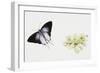 Fluffy Tit Moth (Zeltus Amasa)-null-Framed Giclee Print