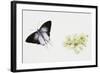 Fluffy Tit Moth (Zeltus Amasa)-null-Framed Giclee Print