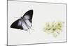 Fluffy Tit Moth (Zeltus Amasa)-null-Mounted Giclee Print