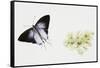 Fluffy Tit Moth (Zeltus Amasa)-null-Framed Stretched Canvas