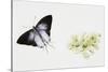 Fluffy Tit Moth (Zeltus Amasa)-null-Stretched Canvas