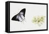 Fluffy Tit Moth (Zeltus Amasa)-null-Framed Stretched Canvas