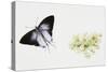 Fluffy Tit Moth (Zeltus Amasa)-null-Stretched Canvas