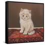 Fluffy-Janet Pidoux-Framed Stretched Canvas